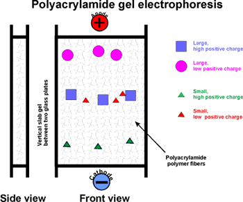 Principle+of+sds+page+gel+electrophoresis