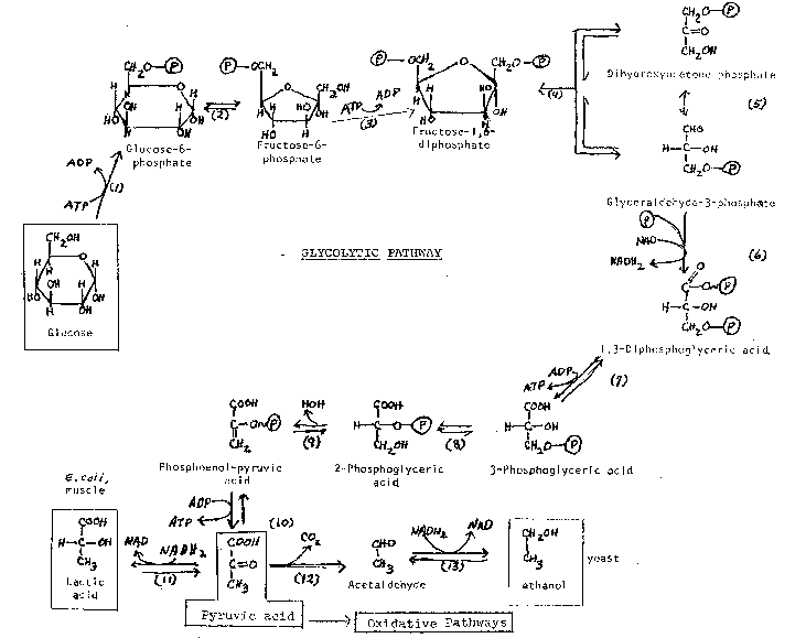 Glycolysis Handout