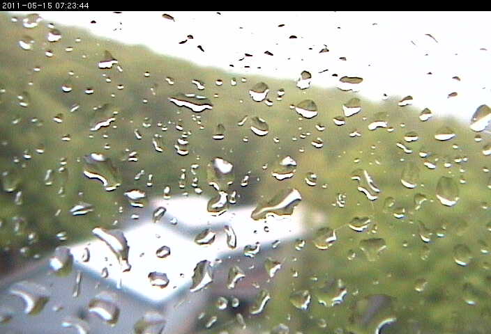 Current Forest View