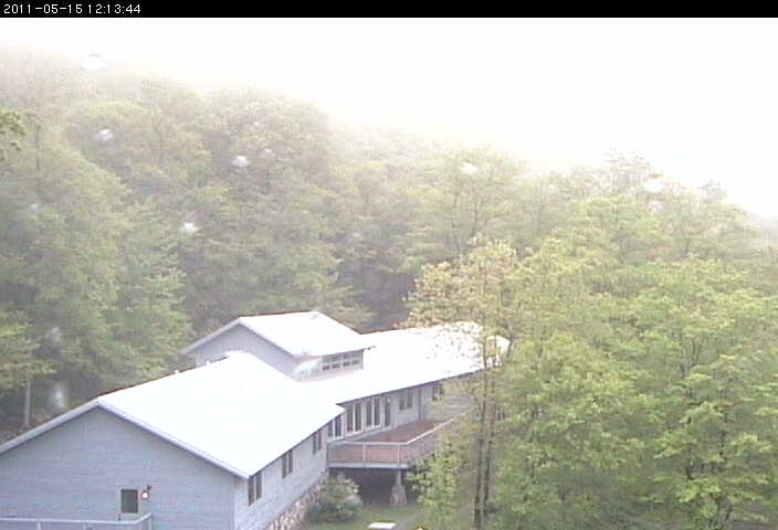 Current Forest View