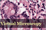 Virtual Microscopy