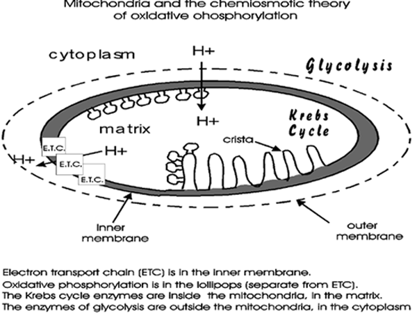 mitochondria diagram unlabeled