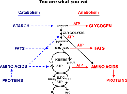 You Are What You Eat Handout