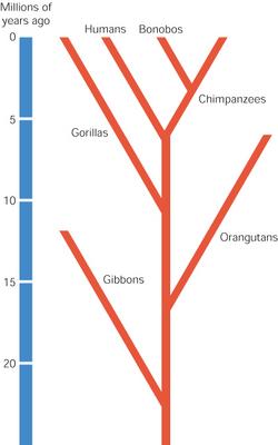 Evolutionary Tree
