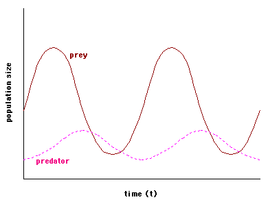 Predator-Prey Model